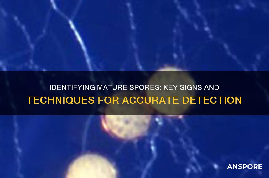 how can you tell when spores are mature