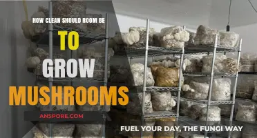 Optimal Room Cleanliness for Successful Mushroom Cultivation: Essential Tips
