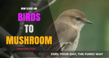 Birds and Mushrooms: A Strange Kinship