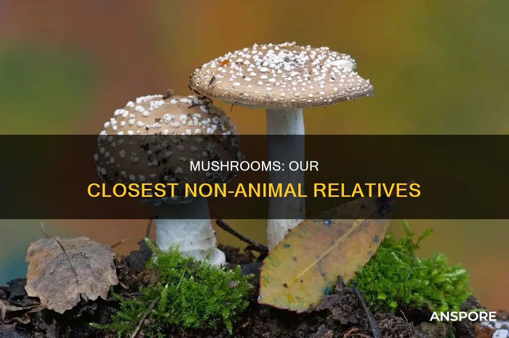how close are humans related to mushrooms