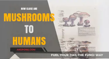 Mushrooms: Our Close, Yet Unseen Neighbors