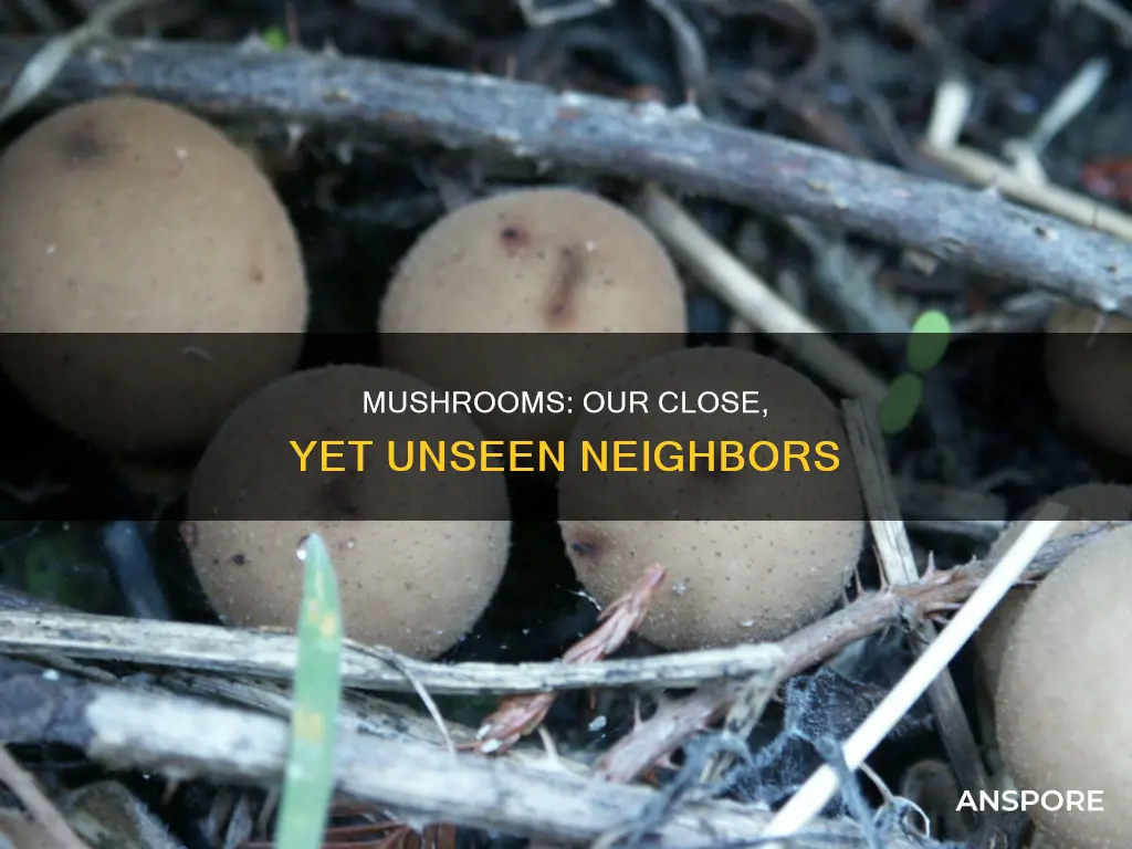 how close are mushrooms to humans