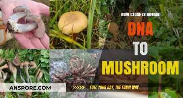 Human-Mushroom DNA: How Close Are We?