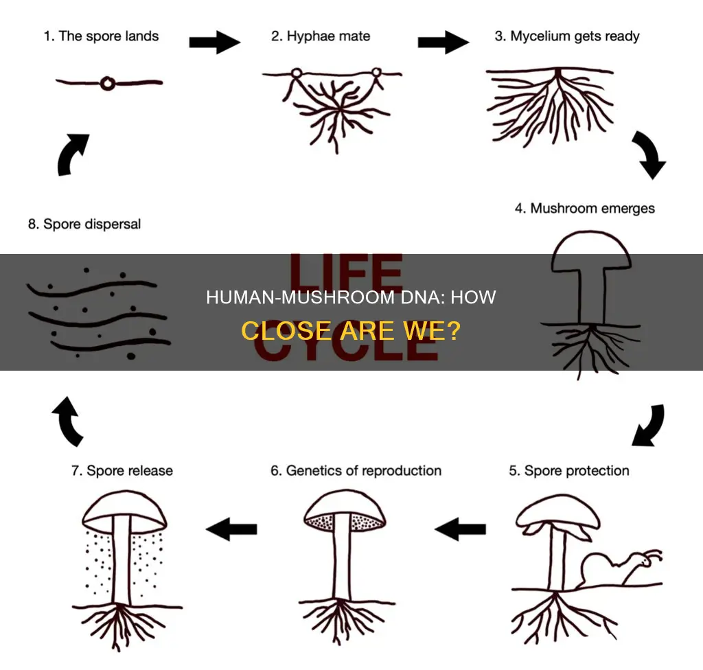 how close is human dna to mushrooms
