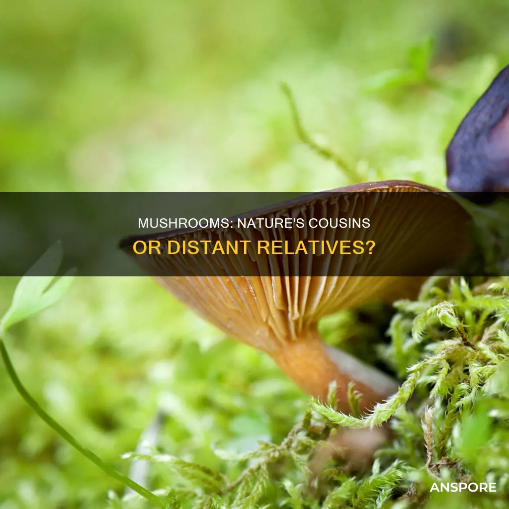 how closely related to animals are mushrooms