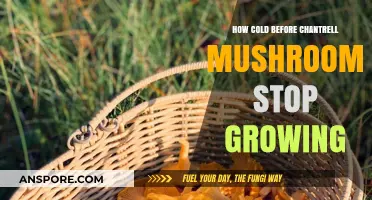 Chanterelle Mushrooms and Cold Weather: When Does Growth Halt?