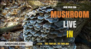 Mushrooms' Survival in Extreme Cold: Unveiling Their Temperature Limits