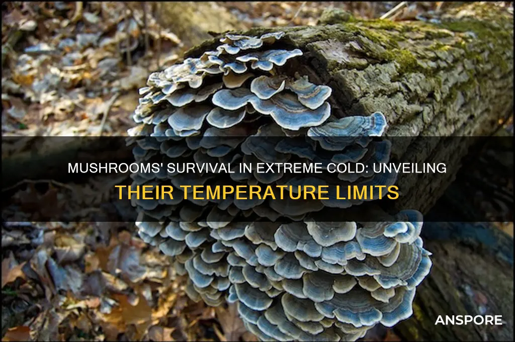how cold can mushrooms live in