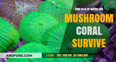 Mushroom Coral Resilience: Surviving in Cold Water Conditions Explained