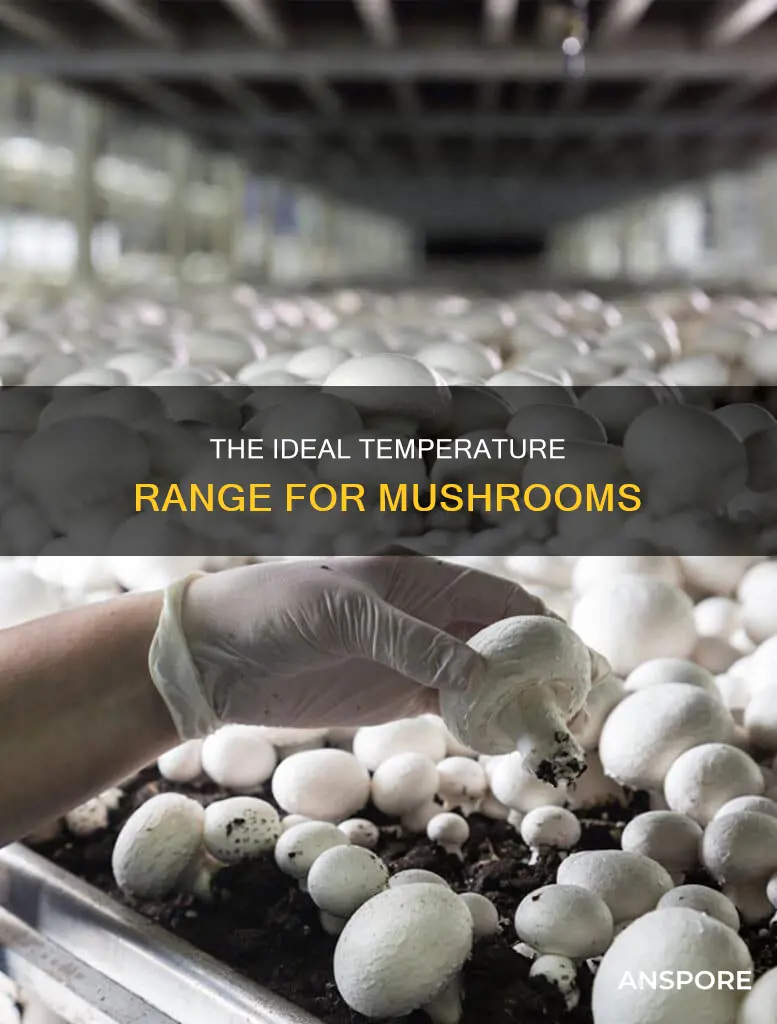 how cold or hot must it be for mushrooms