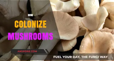 Mushroom Colonization: A Step-by-Step Guide to Success