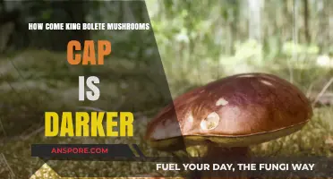 King Bolete's Dark Cap: Nature's Mystery