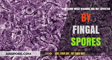 Why Most Humans Resist Fungal Spores: Uncovering the Immunity Mystery