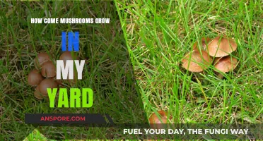 Why Mushrooms Suddenly Appear in Your Yard: Causes and Solutions