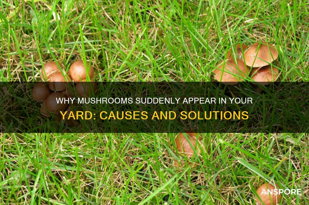how come mushrooms grow in my yard