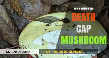Death Cap Mushrooms: A Common Deadly Threat
