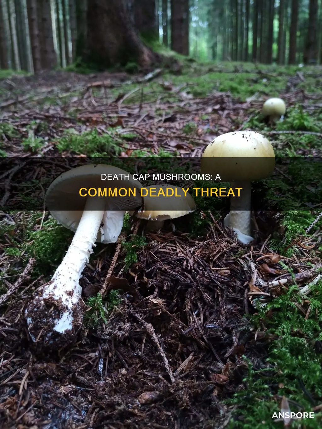 how common are death cap mushrooms