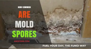Understanding Mold Spores: How Common Are They in Our Environment?