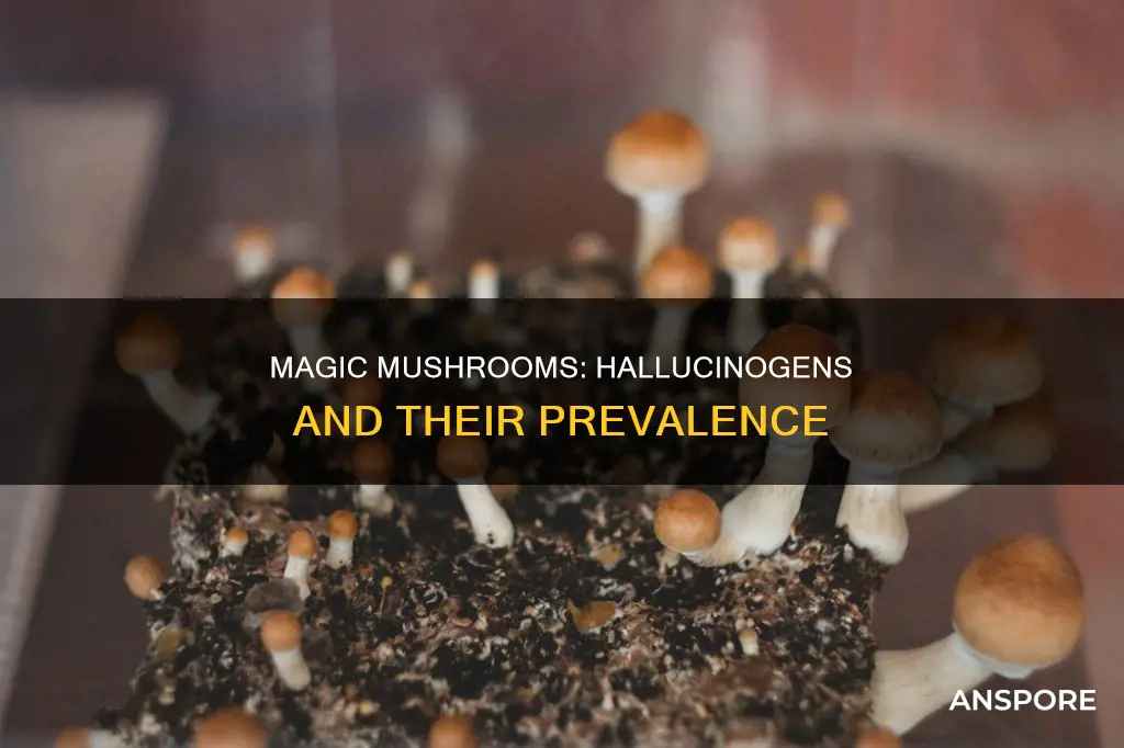 how common are mushroom hallucinogens