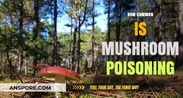 Mushroom Poisoning: How Often Does It Happen and Why?