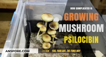 The Complex Art of Growing Psilocybin Mushrooms: A Detailed Guide