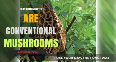 Mushroom Mystery: Unveiling Contamination in Conventional Fungi