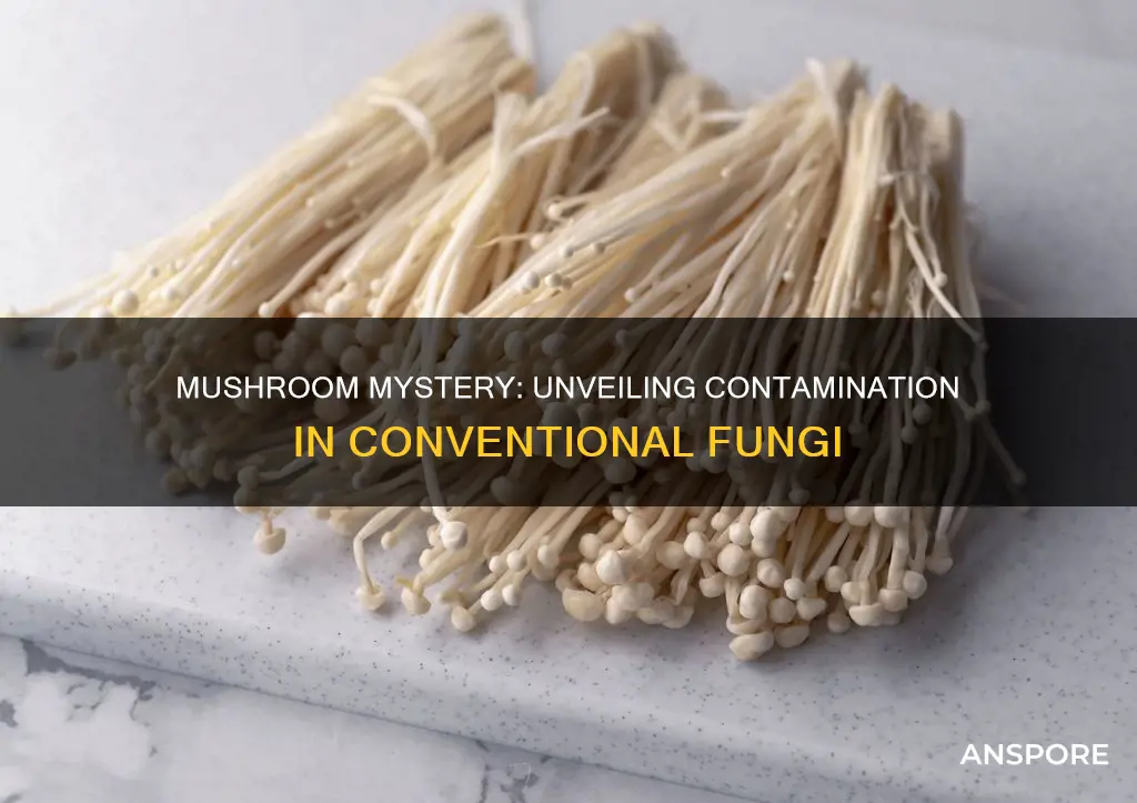 how contaminated are conventional mushrooms