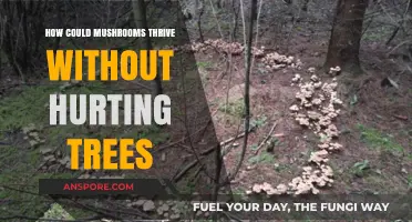 Mushrooms and Trees: A Symbiotic Relationship