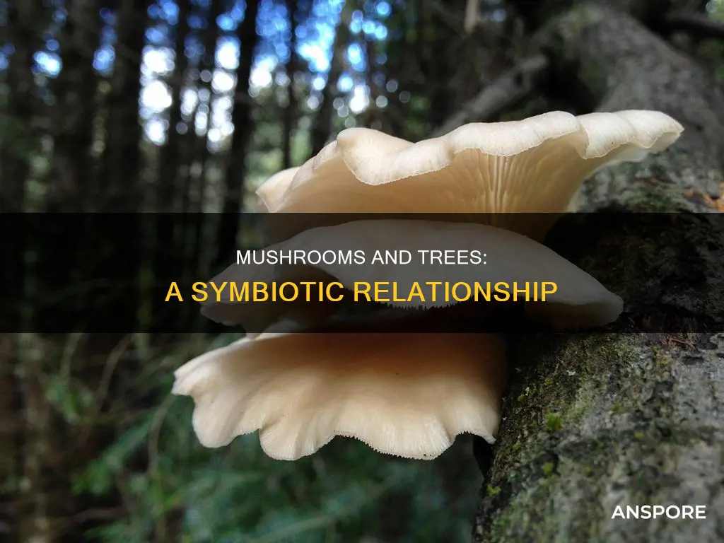 how could mushrooms thrive without hurting trees