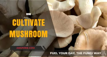 Mushroom Cultivation: A Beginner's Guide to Success