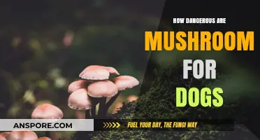 Mushrooms: A Deadly Treat for Dogs