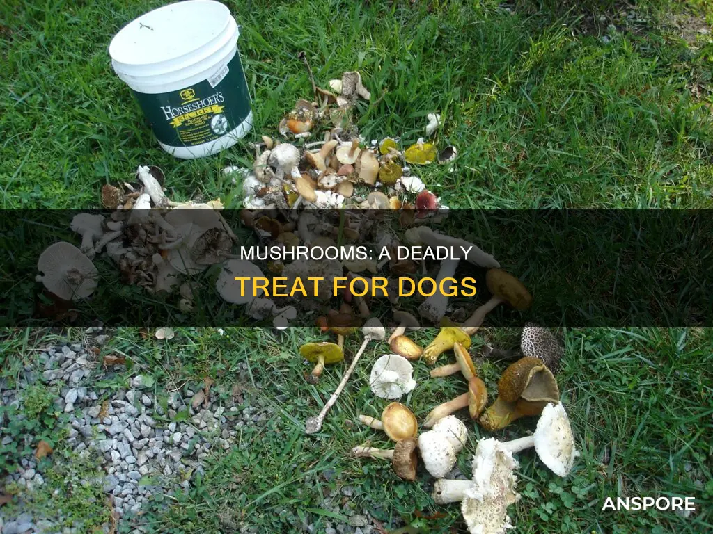 how dangerous are mushrooms for dogs