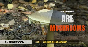 Mushrooms: Toxicity and Poisoning Risks