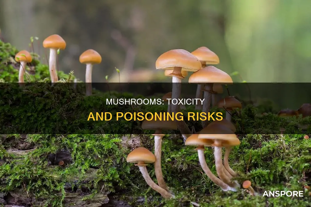 how dangerous are mushrooms