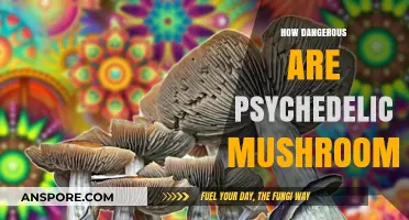 Psychedelic Mushrooms: A Dangerous Trip?