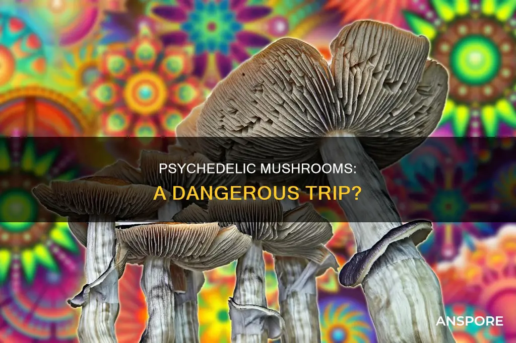 how dangerous are psychedelic mushrooms