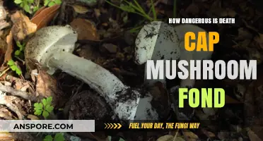 Death Cap Mushroom: A Deadly Fond Delusion