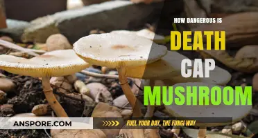 Death Cap Mushroom: A Deadly Danger