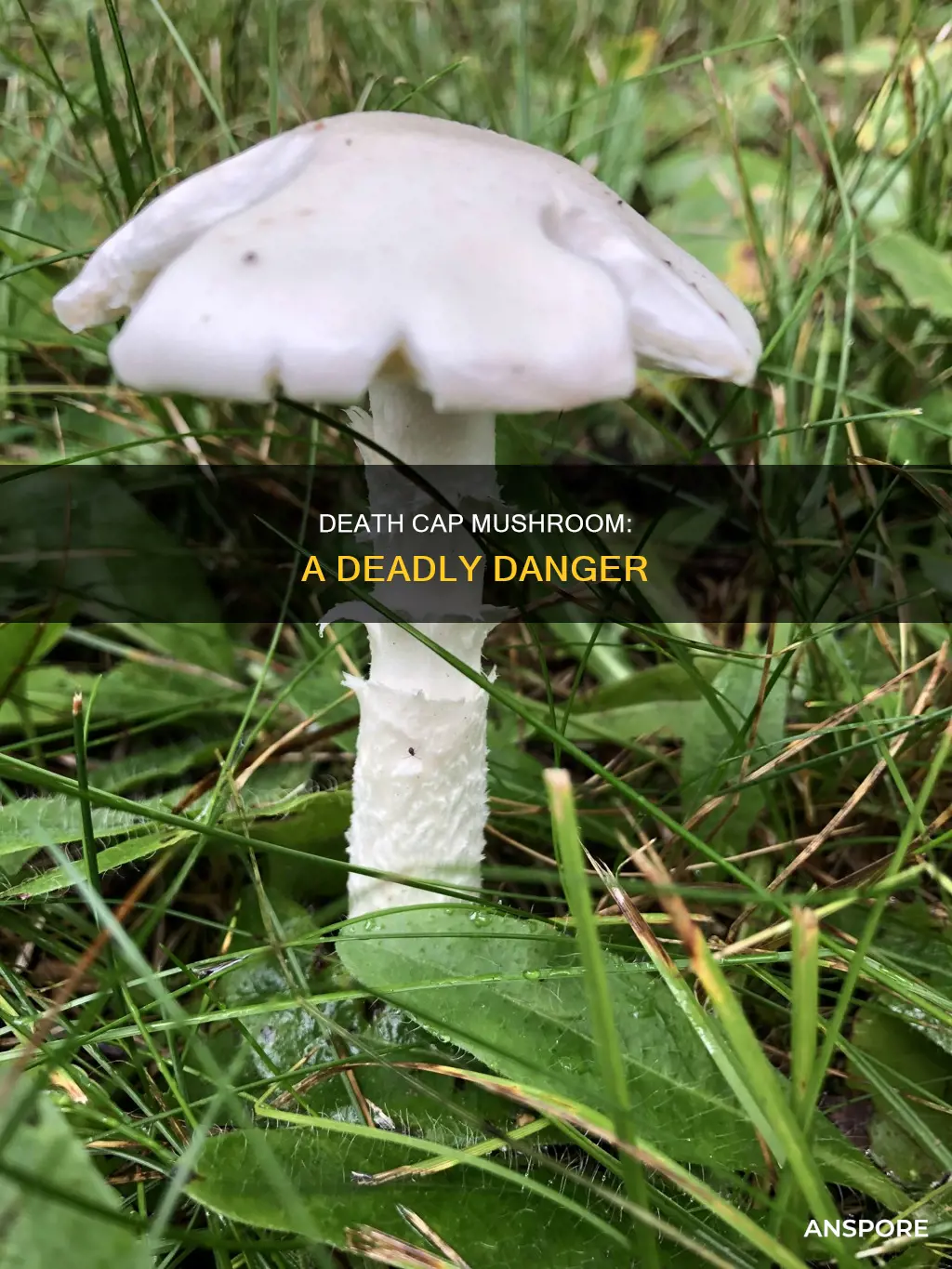 how dangerous is death cap mushroom