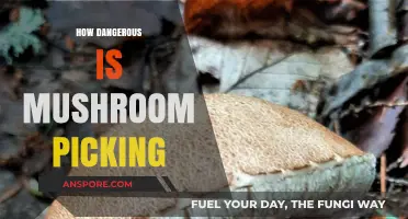 Mushroom Picking: A Deadly Foraging Adventure