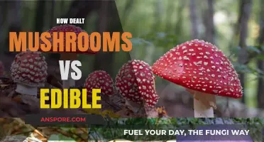 Distinguishing Edible Mushrooms from Toxic Varieties: A Comprehensive Guide