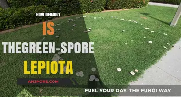 The Green-Spored Lepiota: Uncovering Its Lethal Toxicity and Risks