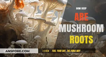 Mushroom Roots: How Deep Do They Go?