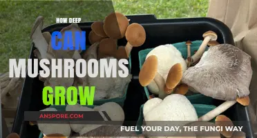 Exploring the Surprising Depths of Mushroom Growth Underground