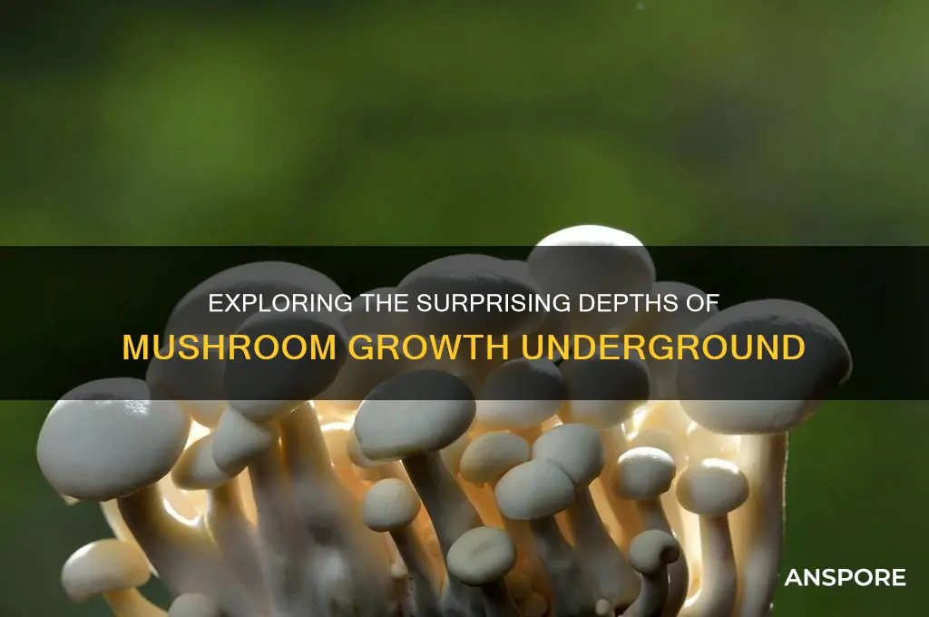 how deep can mushrooms grow
