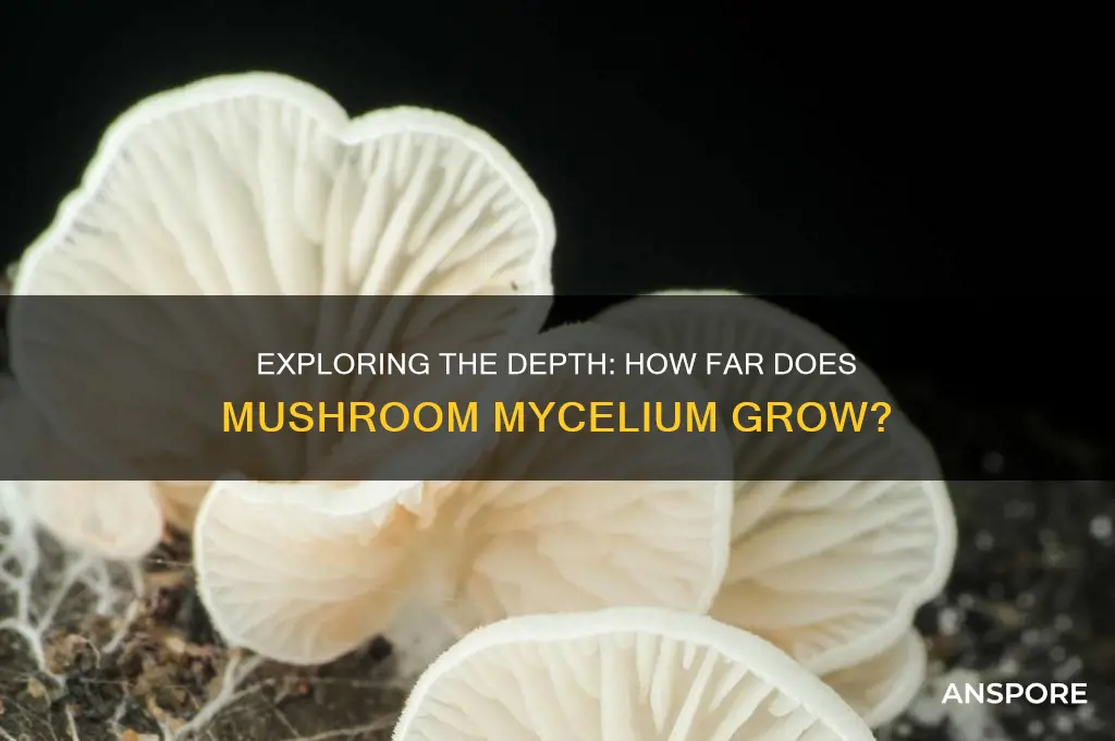 how deep dose mushroom mycelium grow