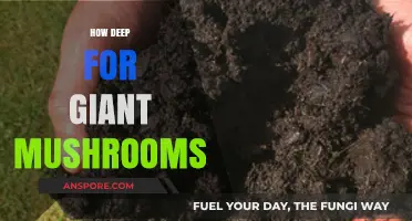 Growing Giant Mushrooms: The Right Depth for Success