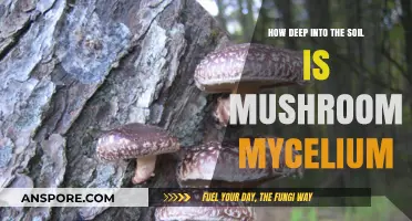 Mushroom Mycelium: How Deep Do Roots Go?