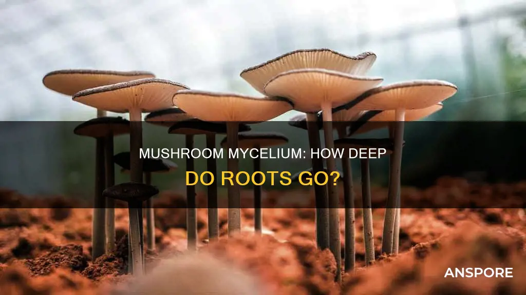 how deep into the soil is mushroom mycelium