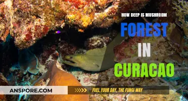 Exploring Mushroom Forest: A Deep Dive into Curaçao's Wonder